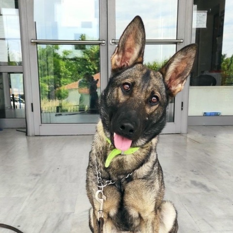 Συνελήφθη από τη Διεύθυνση Αστυνομίας Σερρών άνδρας που έκρυβε συσκευασίες κάνναβης στο σπίτι του - Εντοπίστηκαν με τη βοήθεια του αστυνομικού σκύλου Ρόξι.