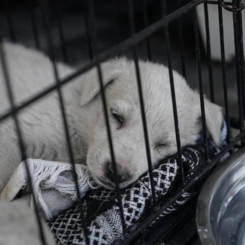 Φρίκη στη Μαγνησία: Έβαλαν 11 νεογέννητα σκυλάκια σε γλάστρα, για να πεθάνουν από ασφυξία - Εντοπίστηκαν στο βουνό από φιλόζωη τα κακοποιημένα κουτάβια.