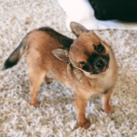 Γιατί ο σκύλος μας γέρνει το κεφάλι του όταν του μιλάμε;