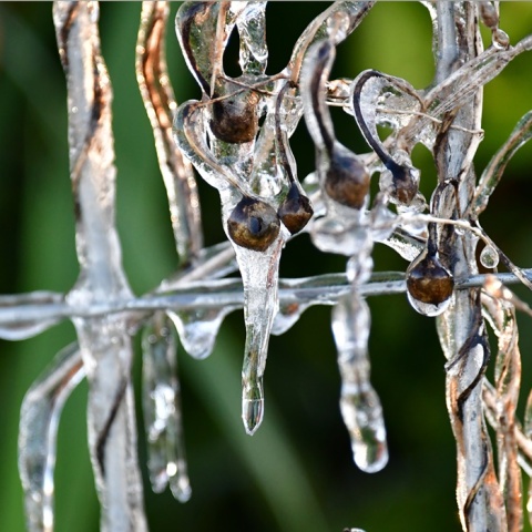 Παγωμένο λουλούδι λόγω χαμηλής θερμοκρασίας
