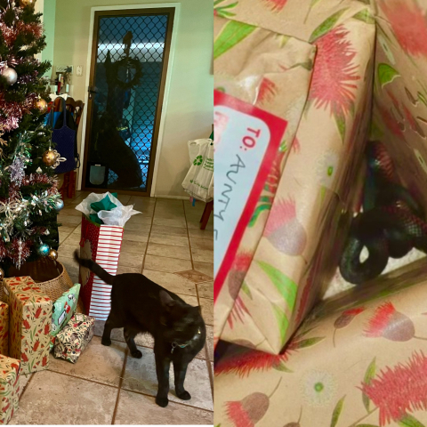 Γάτα μετέφερε φίδι κάτω από χριστουγεννιάτικο δέντρο