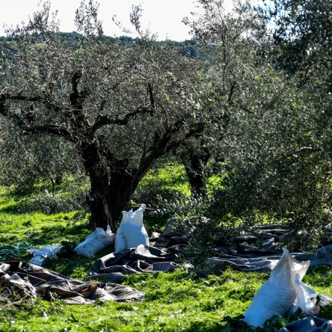 Λινάτσες και τσουβάλια για το μάζεμα ελιάς σε χωράφι 