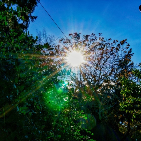 Ήλιος διακρίνεται πίσω από τα φυλλώματα δέντρου