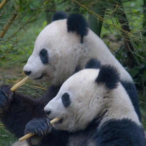 Βρετανία: Το μοναδικό ζευγάρι πάντα της Βρετανίας θα επιστρέψει στην Κίνα χωρίς απογόνους	