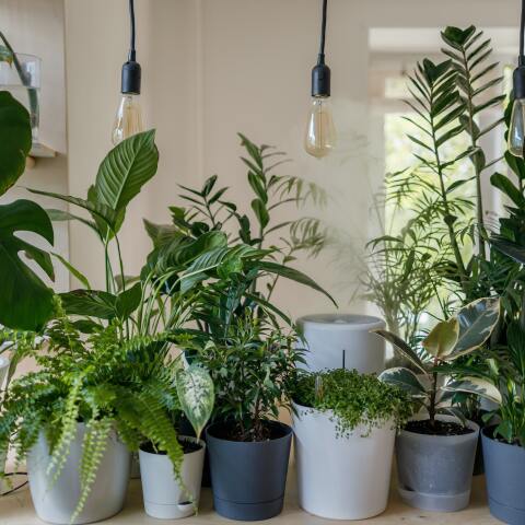 Houseplants