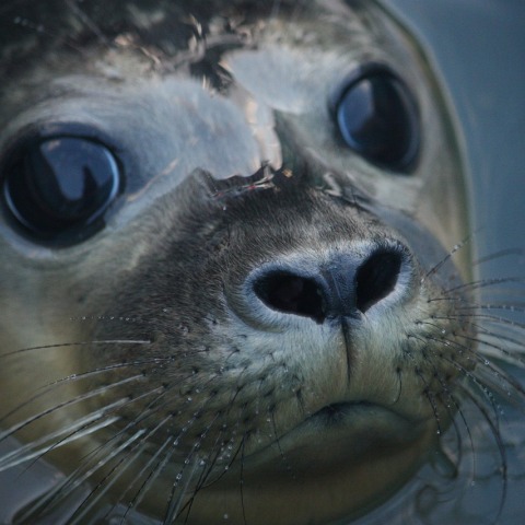 seal-6921267_1280__1_