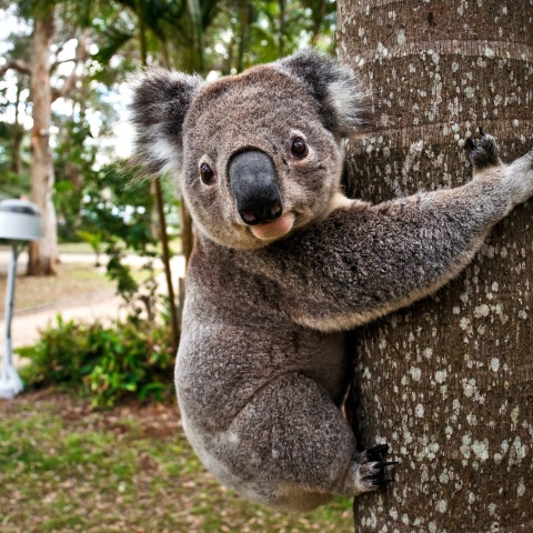 Κοάλα κινδύνευσε σε πολυσύχναστο αυτοκινητόδρομο της Αυστραλίας - ο 39χρονος σωτήρας του σταμάτησε την κυκλοφορία για να το βοηθήσει.