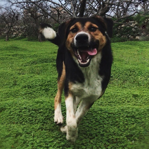 Σκύλος που τρέχει