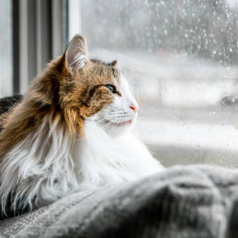 Ο καιρός σήμερα, Σάββατο 14 Ιανουαρίου: Βροχές και σποραδικές καταιγίδες - Αναλυτική πρόγνωση από το meteo και την Εθνική Μετεωρολογική Υπηρεσία.