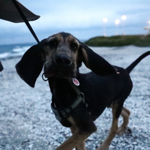 Πάτρα: Σύλληψη και πρόστιμο 30.000 ευρώ σε άνδρα για κακοποίηση σκύλου - Tον είχε δέσει με αλυσίδα και τον έσερνε με το αυτοκίνητό του.