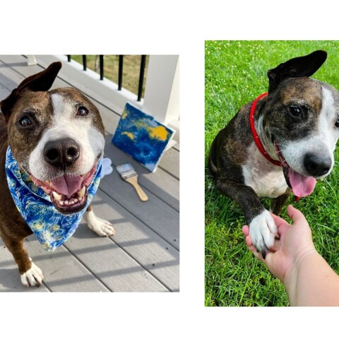 Σκύλος υιοθετήθηκε χάρη στις ζωγραφικές του ικανότητες - Σώθηκε από ρινγκ κυνομαχιών, έχασε το ένα του αυτί, μα όχι το κουράγιο του ο φιλότεχνος Βαν Γκογκ