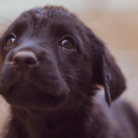 Πρόγραμμα στειρώσεων και εμβολιασμών αδέσποτων ζώων από το υπουργείο Εσωτερικών – Χρηματοδοτούνται οι Δήμοι, καθορίζονται οι προδιαγραφές για τα καταφύγια.