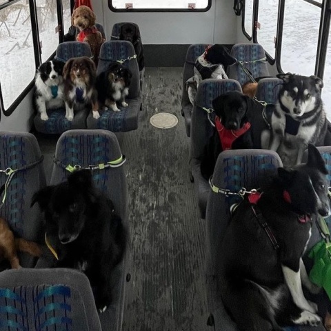 Ένα λεωφορείο στην Αλάσκα που μεταφέρει σκυλιά κατακτά τα μέσα κοινωνικής δικτύωσης - Η ιστορία του ανδρόγυνου που το δημιούργησε.
