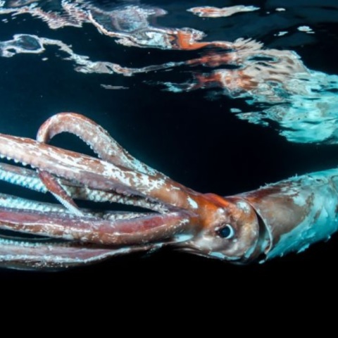 Ιαπωνία: Δύτες βιντεοσκόπησαν γιγάντιο καλαμάρι που κολυμπούσε: Στα 2,5 μέτρα το μήκος του – Πώς περιέγραψαν τη σπάνια εμπειρία τους.