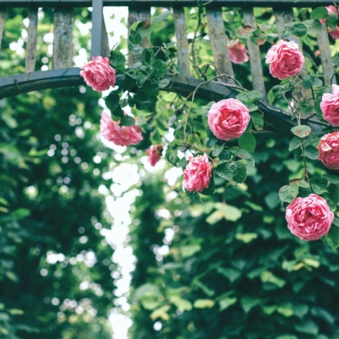 Διακοσμήστε τα κάγκελα των μπαλκονιών σας και τους φράχτες σας με αυτά τα 6 φυτά και λουλούδια