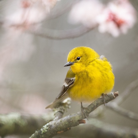 Θεσσαλονίκη: Καναρίνια κατέκτησαν τον κόσμο με το κελάηδημά τους - Χρυσό και χάλκινο μετάλλιο σε διαγωνισμό με χιλιάδες συμμετέχοντες στην Ιταλία.