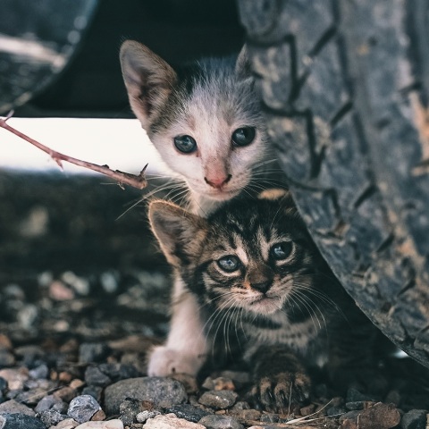 Κορυδαλλός: Άγνωστος κυκλοφορεί με αεροβόλο, κακοποιεί και βασανίζει αδέσποτα - Φιλοζωικές οργανώσεις έχουν επικηρύξει τον δράστη.