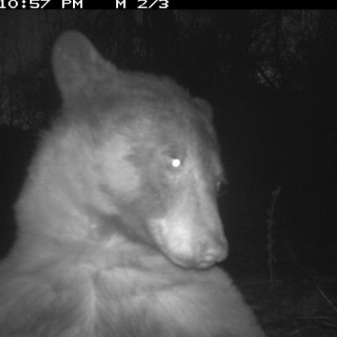 Aρκούδα σε πάρκο στο Κολοράντο των ΗΠΑ απαθανατίστηκε σε 400 φωτογραφίες selfie - Οι εικόνες της έγιναν viral στα social media.