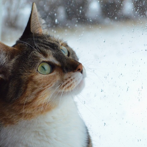 Ο καιρός σήμερα, Κυριακή 29 Ιανουαρίου: Παροδικές βροχές σε αρκετές περιοχές, πτώση θερμοκρασίας και χιονοπτώσεις - Η πρόγνωση του Εθνικού Αστεροσκοπείου.