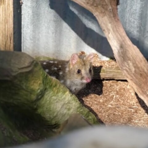 Δασύουρος στην Αυστραλία