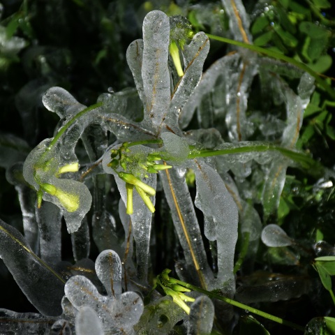 Κλαδιά με παγετό