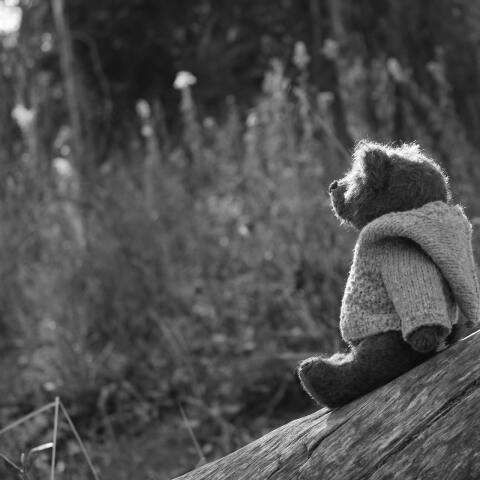 Αρκουδάκι σε κορμό δέντρου - Εικόνα που παραπέμπει σε κακοποίηση παιδιού