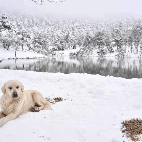 Σκύλος στο χιονισμένο τοπίο της λίμνης Μπελέτσι