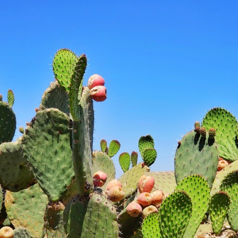 Κάκτοι αντικαθιστούν το χιόνι στις ελβετικές βουνοπλαγιές λόγω της παγκόσμιας θέρμανσης - Απειλούνται φυσικά καταφύγια και προστατευόμενες περιοχές.