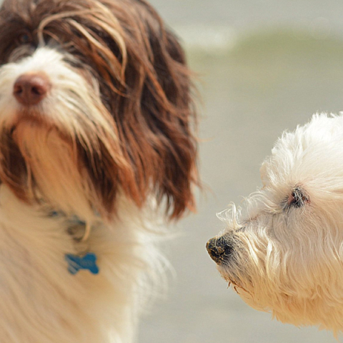 Σκυλιά ράτσας Γκριφόν στην παραλία