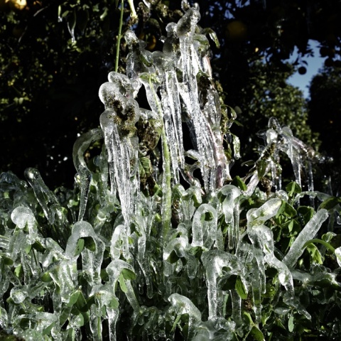 Παγετός και πάγος στα κλαδιά και τα φύλλα δέντρου