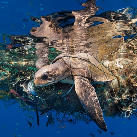 Underwater Photographer of the Year 2023: Ανακοινώθηκαν τα αποτελέσματα του διαγωνισμού φωτογραφίας - Το υπέροχο portfolio των ωκεανών.