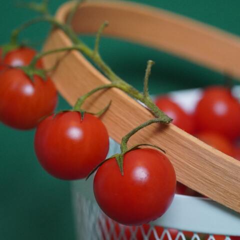 Ντομάτες