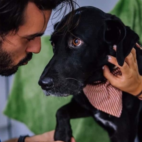 Bubble Van, περιποίηση και καλλωπισμός σκύλων