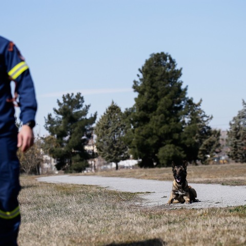 Φιντέλ, Τάλως, Έκτωρ: Τα σκυλιά της 2ης ΕΜΑΚ που σώζουν ζωές - Βρέθηκαν ακόμη και στις σεισμόπληκτες περιοχές της Τουρκίας.