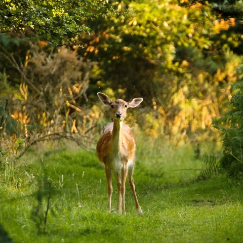 Μελέτη: Ανησυχητικά τα ποσοστά τοξικών χημικών ουσιών PFAS που βρέθηκαν στο αίμα ζώων - Συνδέονται με τον καρκίνο και άλλα προβλήματα υγείας.