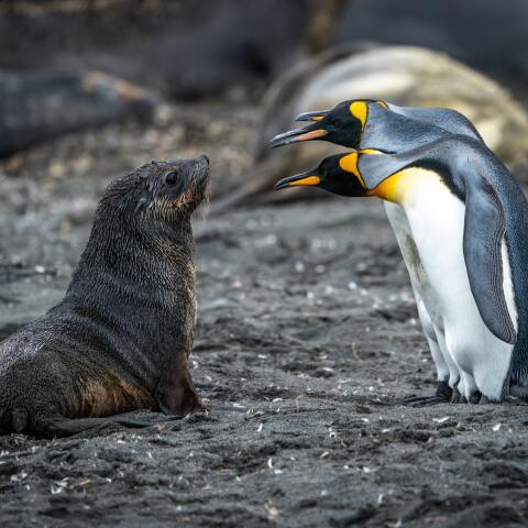 Φώκια Πιγκουίνοι