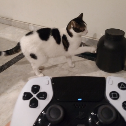 Οι γάτες και τα videogames έχουν ένα κοινό: τη χαρά του να πασχίζουμε να επικοινωνήσουμε μαζί τους