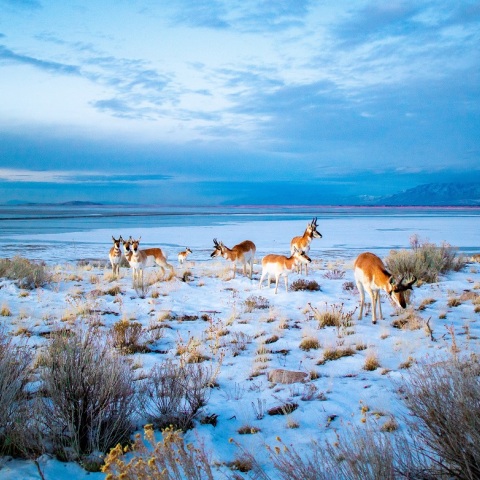 Οι τεράστιες απώλειες της βιοποικιλότητας μπορεί να είναι η αρχή μιας νέας μαζικής εξαφάνισης, υποστηρίζει νέα έρευνα - Τα ιστορικά παραδείγματα.