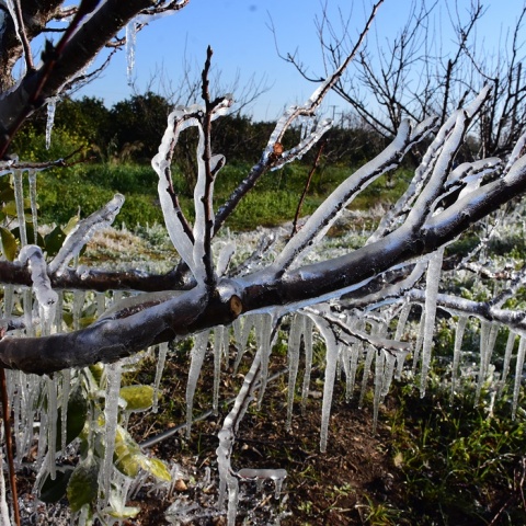 Παγετός και πάγος στα κλαδιά δέντρου