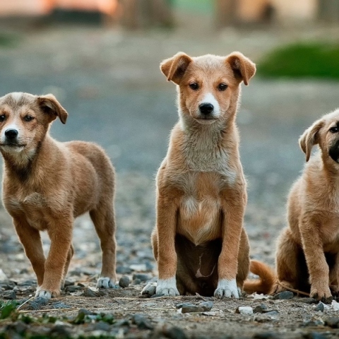 ΣΑΖΑ Υιοθεσίες αδέσποτων ζώων Αλίμου