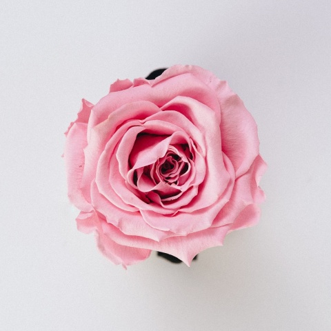 Ένα λουλούδι - τριαντάφυλλο για όσους γιορτάζουν σήμερα