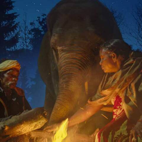 «Γητευτές ελεφάντων» στο Netflix: Το ινδικό ντοκιμαντέρ για τον ακατάλυτο δεσμό ανάμεσα σε δύο ανθρώπους, και δύο νεαρούς ελέφαντες.