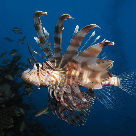 Λιοντόψαρο