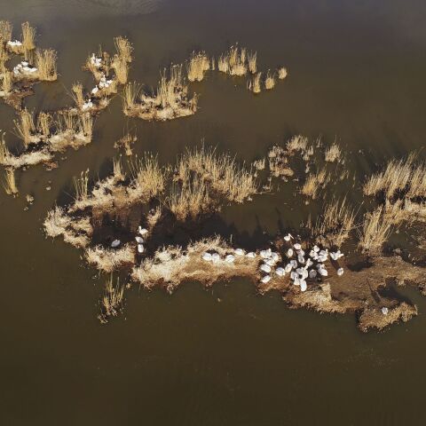 Αργυροπελεκάνοι στην Πρέσπα