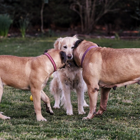 Η σημασία του να κοινωνικοποιείς τον σκύλο σου