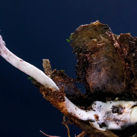 Νέο παρασιτικό μύκητα που προσβάλει αράχνες στο τροπικό δάσος του Ατλαντικού της Βραζιλίας ανακάλυψαν επιστήμονες -  Θυμίζει τα ζόμπι του «The Last of Us».