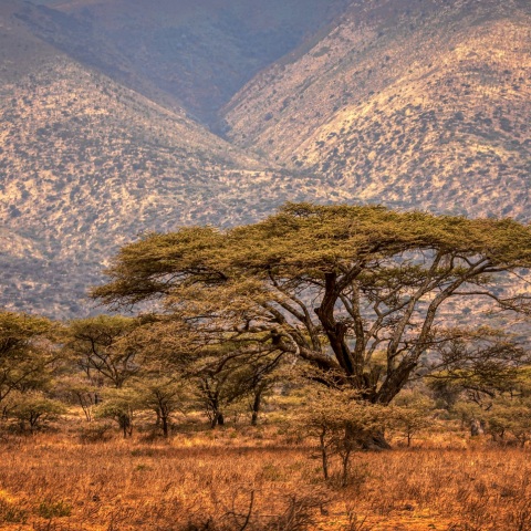 Τανζανία: Ειδικοί ερευνούν για μυστηριώδη μεταδοτική ασθένεια που προκάλεσε τον θάνατο 5 ανθρώπων - Τα συμπτώματα και οι τρόποι μετάδοσης.