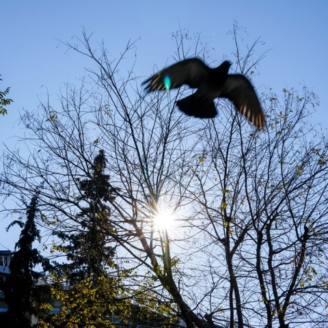 Κλαδιά δέντρου και πουλί που πετά 