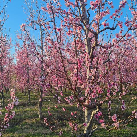Βέροια -ανθισμένες ροδακινιές