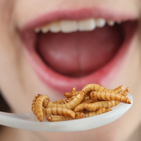 Εντομοφαγία: Εγκρίθηκαν τρόφιμα με συστατικά από γρύλο, αλευροσκουλήκι, ακρίδα στην Ευρωπαϊκή Ένωση - Τα πλεονεκτήματα και οι αντιδράσεις.